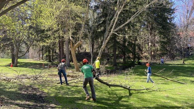 Forestry students donning hard hats carry trees across campus